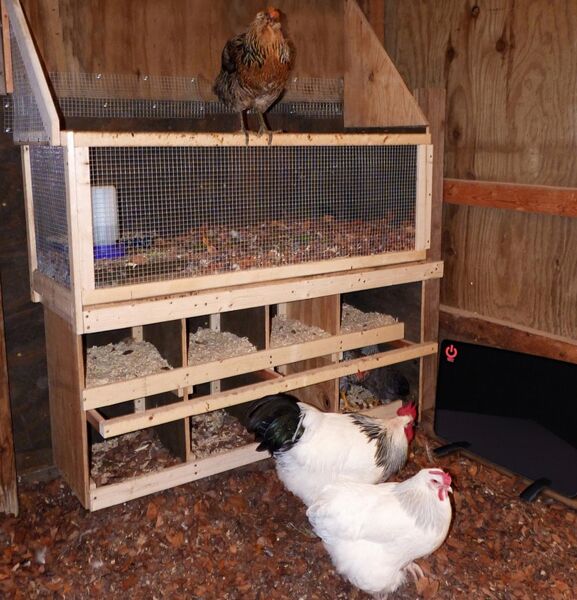 Warm Chickens Floormat.com Flat-panel coop heater keeps birds warm during cold months using both radiant & convection heat. Cozy Coop uses 87% less energy than a traditional 1,500 watt space heaters. Item Dimensions: 18.98" x 12.01” x 0.63" Box Dimensions: 22.83" x 13.19" x 1.89" Weight: 6 lbs <ul> <li>Safe, Efficient and Effective</li> <li>Uses just 200 Watts</li> <li>Surface heats up to 170 degrees</li> <li>Built-in thermostat</li> <li>Improves comfort and while also helping performance</li> <li>Silent and discreet</li> </ul>  